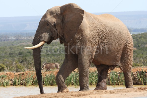 Elefante africano grande urina glândula água natureza Foto stock © fouroaks