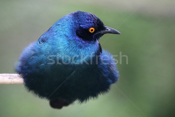 Glossy Starling Bird Stock photo © fouroaks