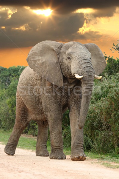 African Elephant at Sunset Stock photo © fouroaks