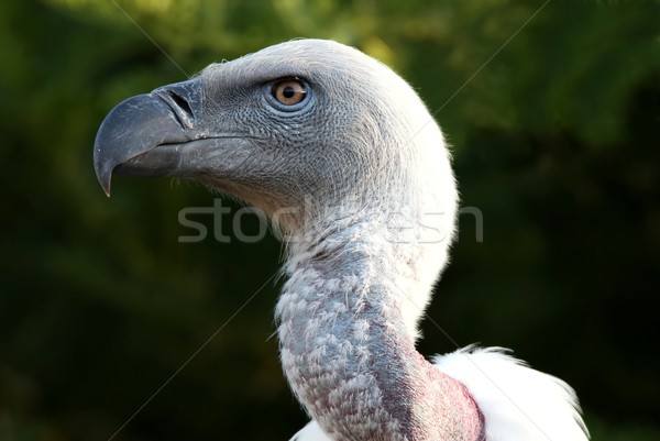 禿鷹 鳥 肖像 樹 羽毛 商業照片 © fouroaks