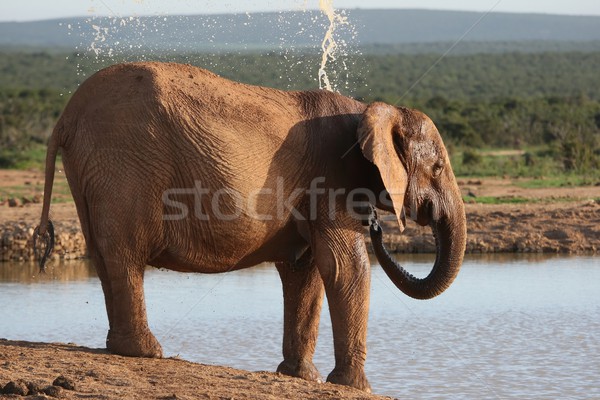 Elephant Cooling Down Stock photo © fouroaks