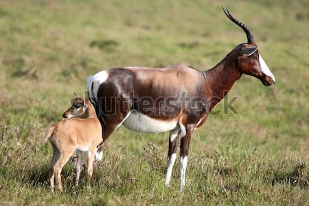 Stock photo: Mother and Calf Blesbok Antelope