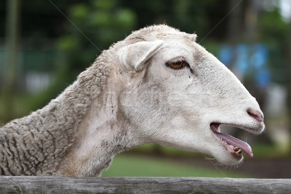 Owiec język zęby pióro biały Zdjęcia stock © fouroaks