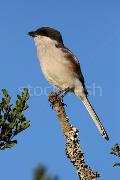 [[stock_photo]]: Homme · fiscal · oiseau · haut · branche · ciel