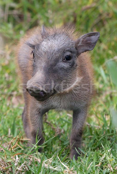 Warthog Baby Stock photo © fouroaks