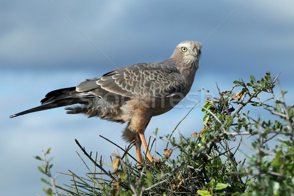 Juvenile Pale Chanting Goshawk Bird Stock photo © fouroaks