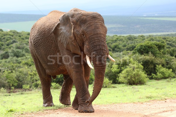 Stock photo: African Elephant