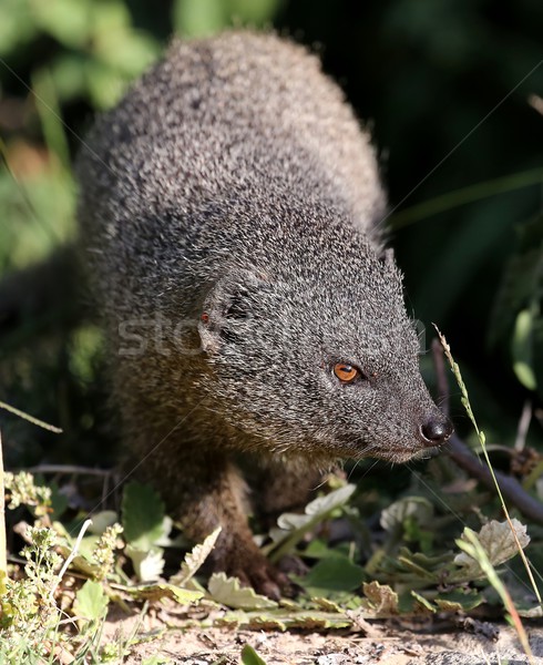 Grey Mongoose Stock photo © fouroaks