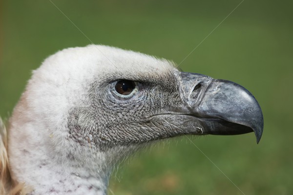 Avvoltoio profilo ritratto forte bianco animale Foto d'archivio © fouroaks