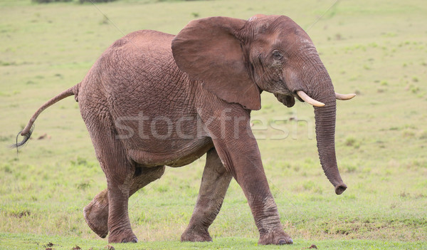 Elefant african masculin mare iarbă mers piele Imagine de stoc © fouroaks