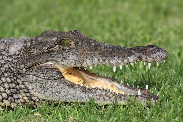 Nile Crocodile Portrait Stock photo © fouroaks