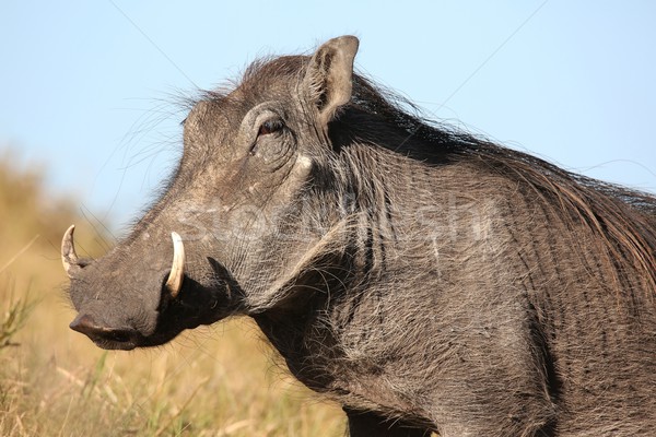Warthog Animal Stock photo © fouroaks