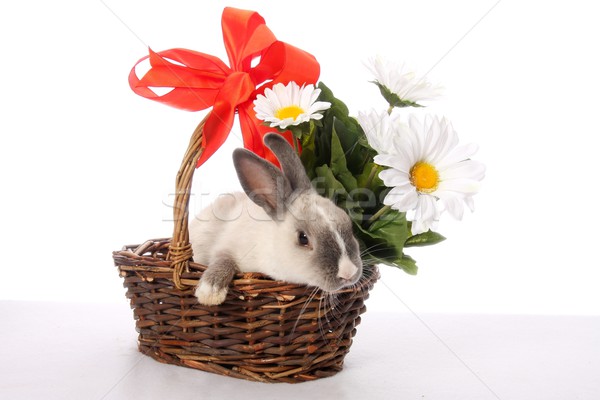 Zdjęcia stock: Bunny · królik · wiklina · koszyka · cute · kwiaty
