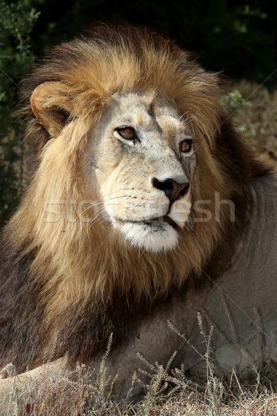 Male Lion Stock photo © fouroaks