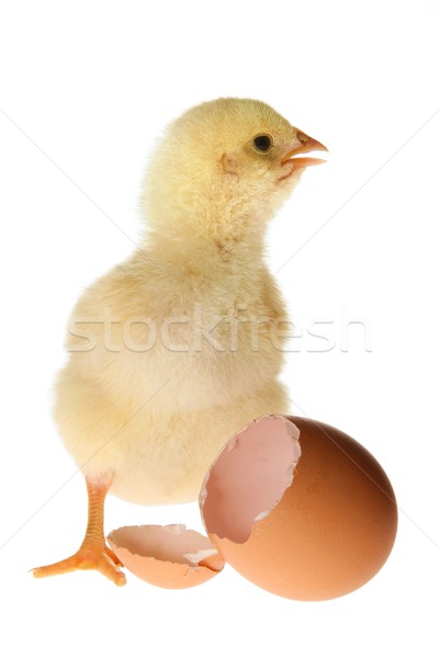 Pollo cáscara de huevo mullido amarillo bebé pie Foto stock © fouroaks