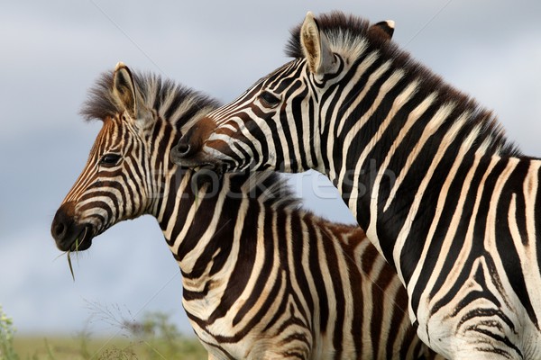 Zebra falat alföld zebrák egy harap Stock fotó © fouroaks