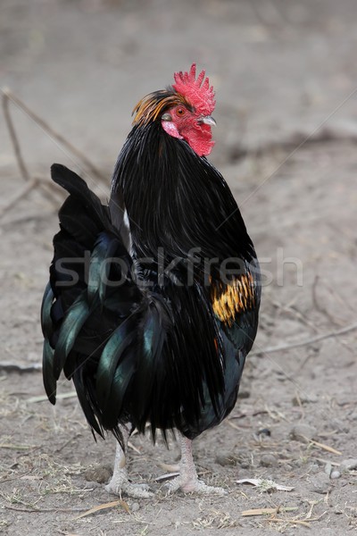 Rooster or Cockerel Bird Stock photo © fouroaks