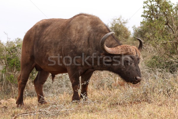 Afrikai nagy férfi nagy természet utazás Stock fotó © fouroaks