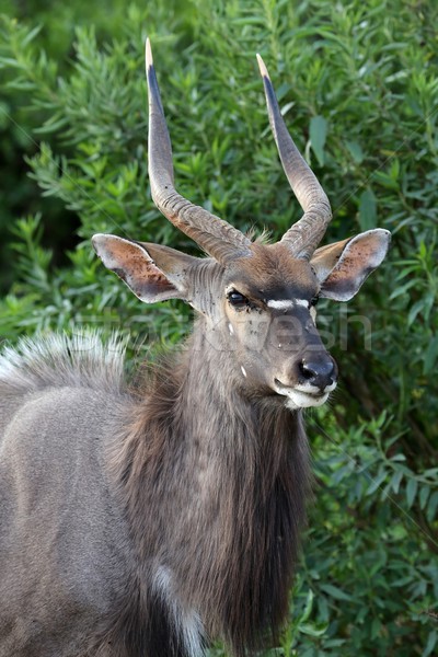 Ritratto maschio verde alberi animale orecchio Foto d'archivio © fouroaks