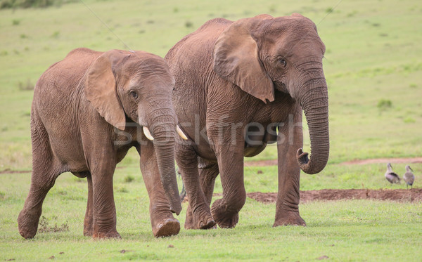 Elefant african turma familie african elefantii mers Imagine de stoc © fouroaks