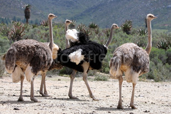  Breeding Ostriches Stock photo © fouroaks