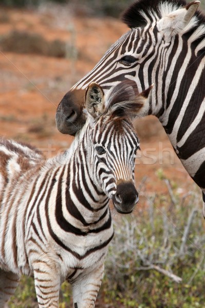 Stock fotó: Zebra · csikó · aranyos · baba · áll · textúra
