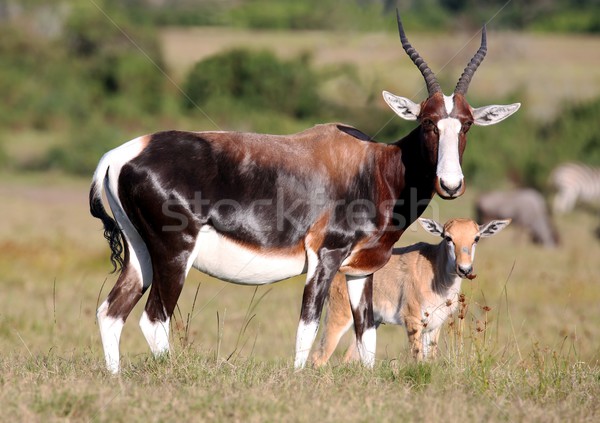 Stock photo: Bontebok Antelope and Baby