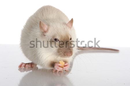 Stockfoto: Huisdier · rat · cute · witte · genieten · eten