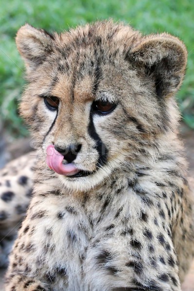 Cute cheetah welp jonge roze tong Stockfoto © fouroaks