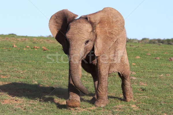 Baby African Elephant Stock photo © fouroaks