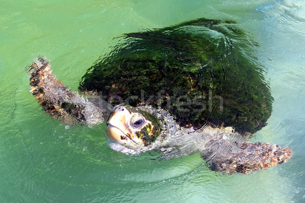 Sea Turtle Stock photo © fouroaks