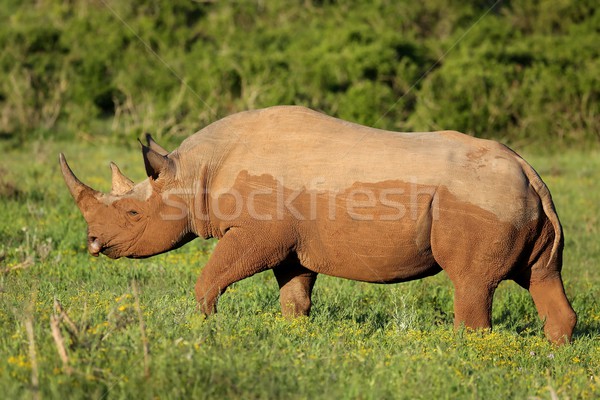 Selten schwarz rhino Afrika Essen grünen Stock foto © fouroaks