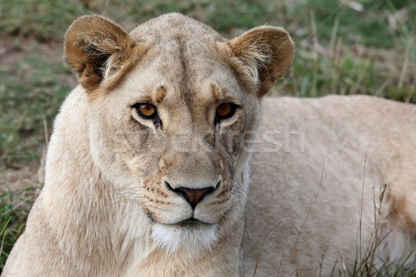 Lioness Portrait Stock photo © fouroaks