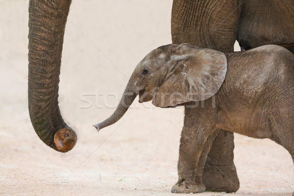 Zi vechi elefant african copil mama drăguţ Imagine de stoc © fouroaks