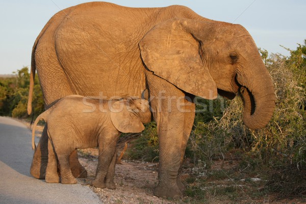 Suckling Baby Elephant Stock photo © fouroaks