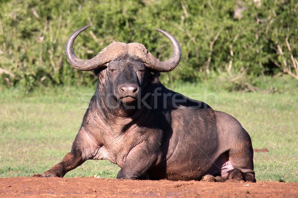 African Buffalo Bull Stock photo © fouroaks