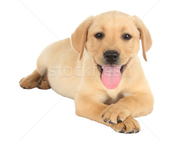 Imádnivaló kutyakölyök lábak keresztbe aranyos labrador fekszik Stock fotó © fouroaks