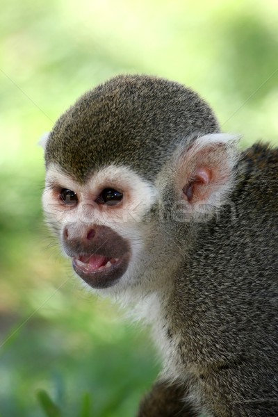 Squirrel Monkey Portrait Stock photo © fouroaks