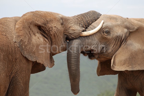 African Elephant Greeting Stock photo © fouroaks
