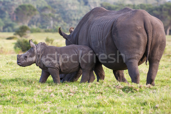 Cute baby biały rhino mama początku Zdjęcia stock © fouroaks