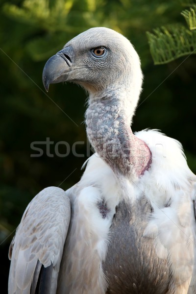 Gier vogel portret groot boom veer Stockfoto © fouroaks