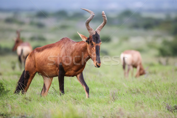 Red Hartebeest antelope Stock photo © fouroaks