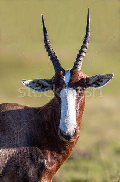 Stock photo: Bontebok Antelope