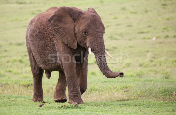 Foto stock: Elefante · africano · masculina · grande · hierba · caminando · piel