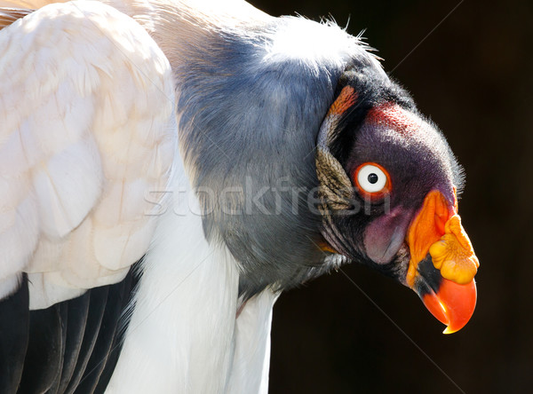 царя гриф птица портрет большой оранжевый Сток-фото © fouroaks