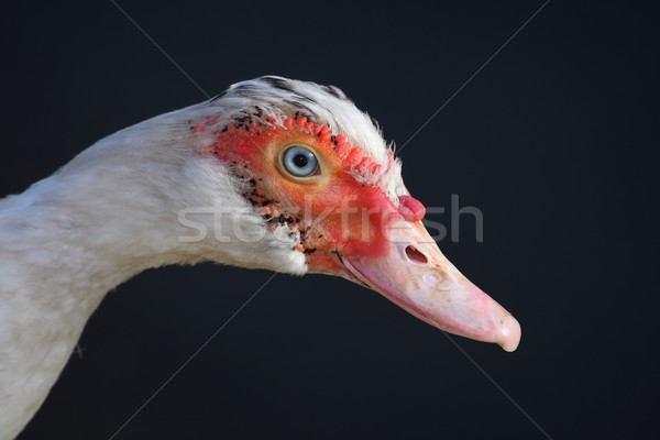 Muscovy Duck Portrait Stock photo © fouroaks