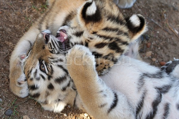 Tiger Cubs Stock photo © fouroaks