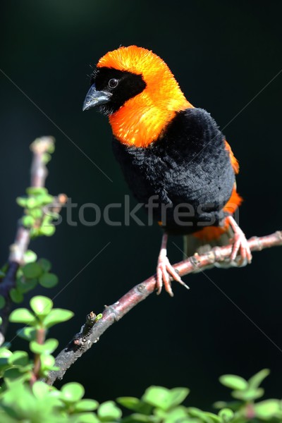 Bishop Weaver bird Stock photo © fouroaks