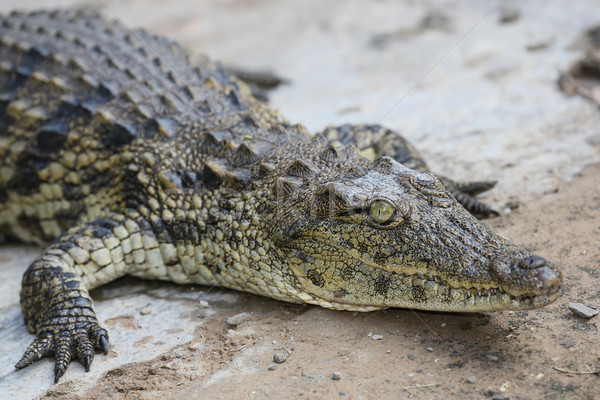 Crocodile Reptle Portrait Stock photo © fouroaks