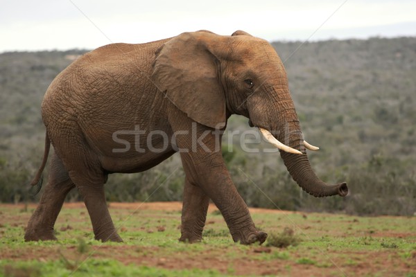 Elefant african mare masculin natură verde parc Imagine de stoc © fouroaks